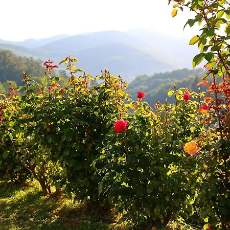 Panorama View Apartament