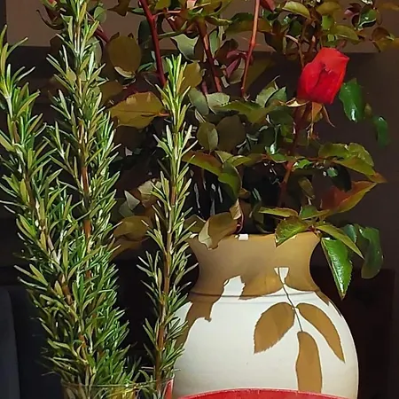 Apartmán Panorama View Jalovec (Trencin)