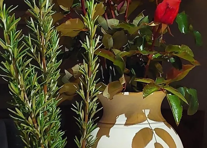 Апартаменты Panorama View Jalovec (Trencin)